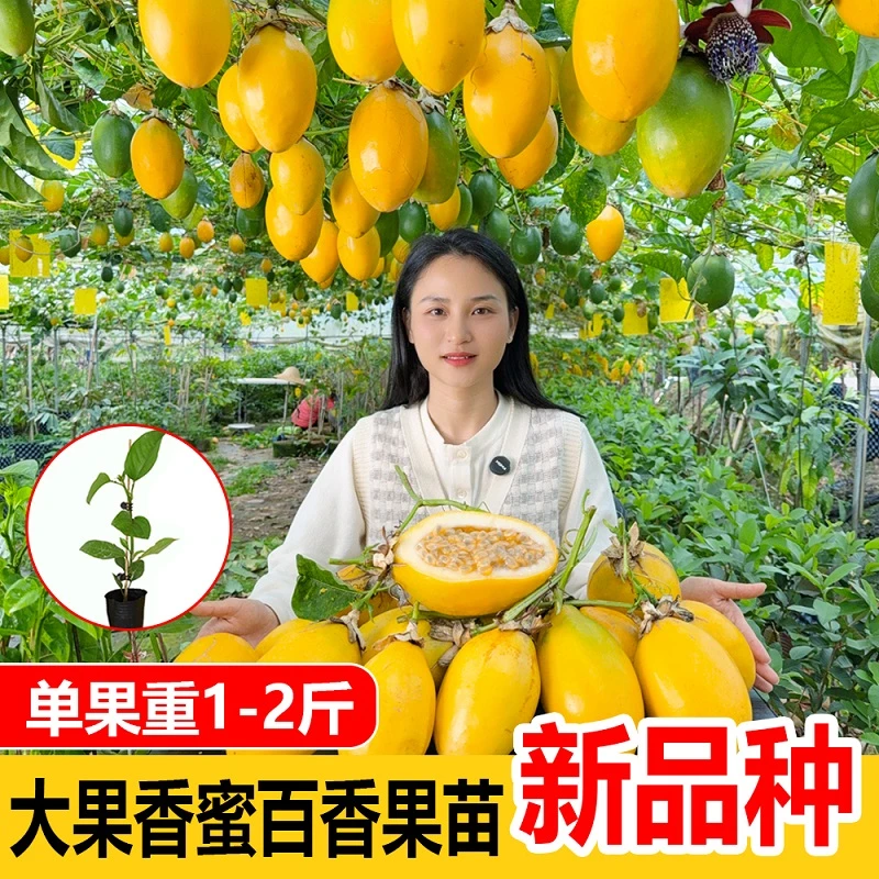 香蜜大果百香果苗 甜蜜蜜百香果苗 嫁接百香果树苗 新品种 结果快