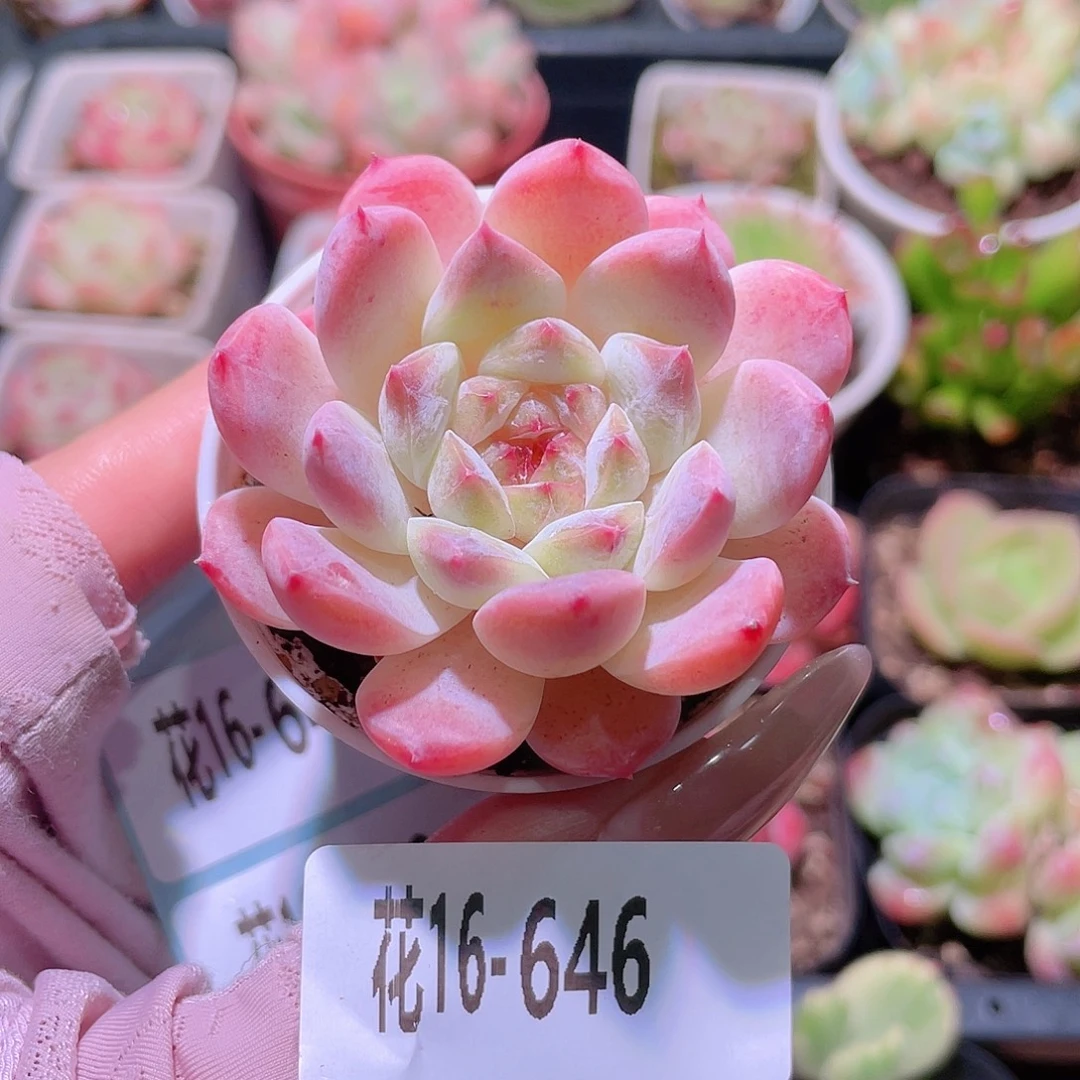 花利美16-646秘境冰魄
