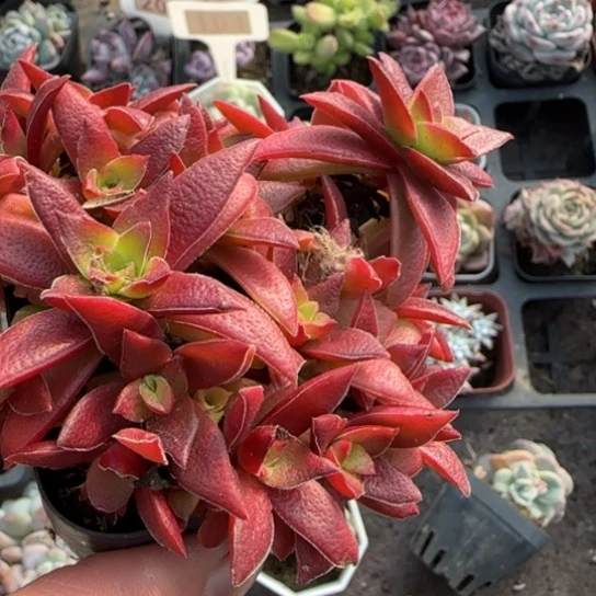 108红叶姬多肉植物多