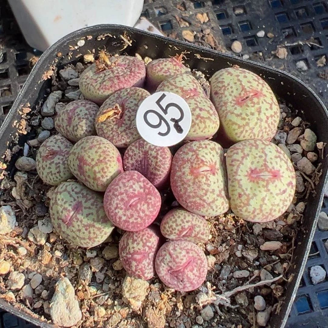 多肉植物1111111111111