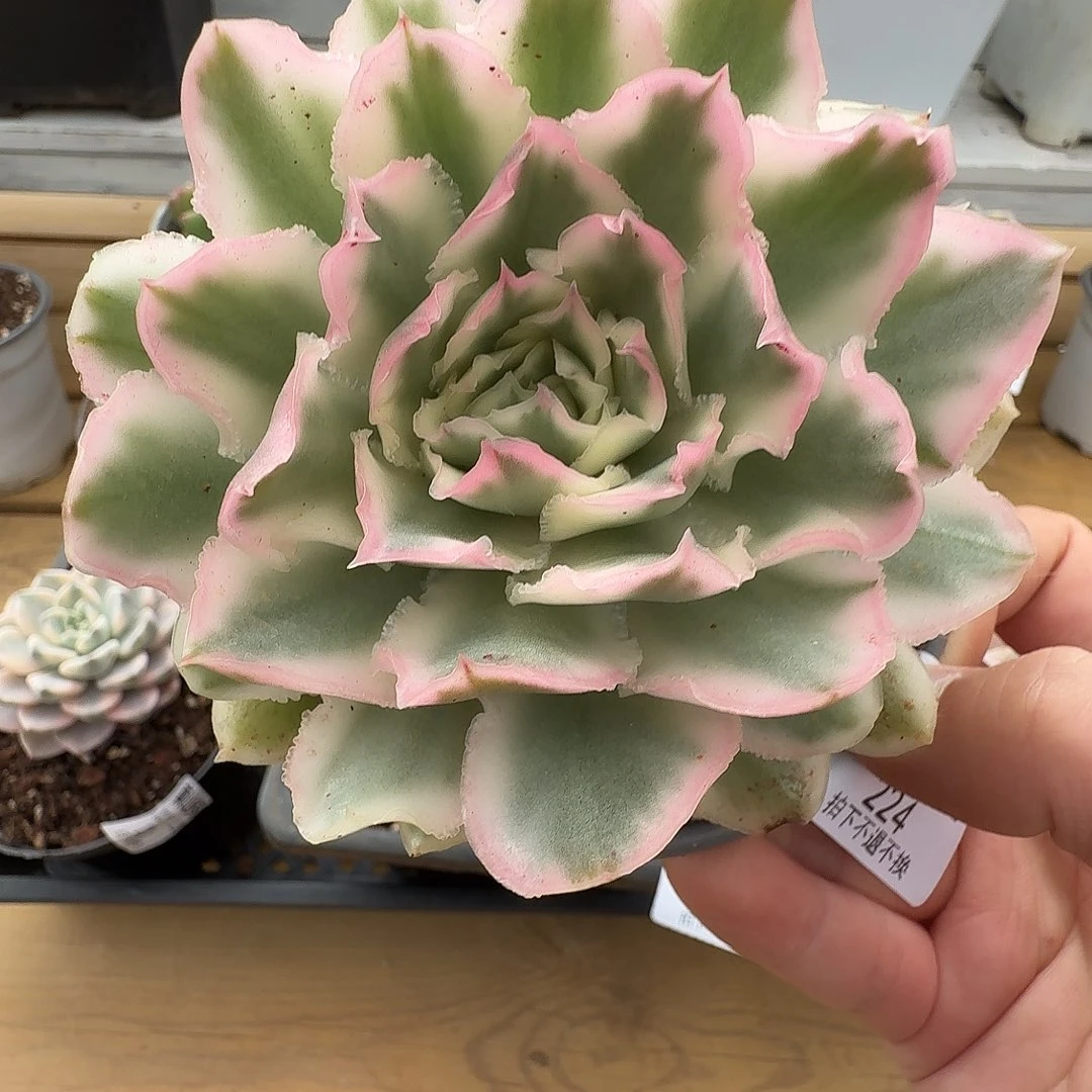 紫蝴蝶锦111122-224
