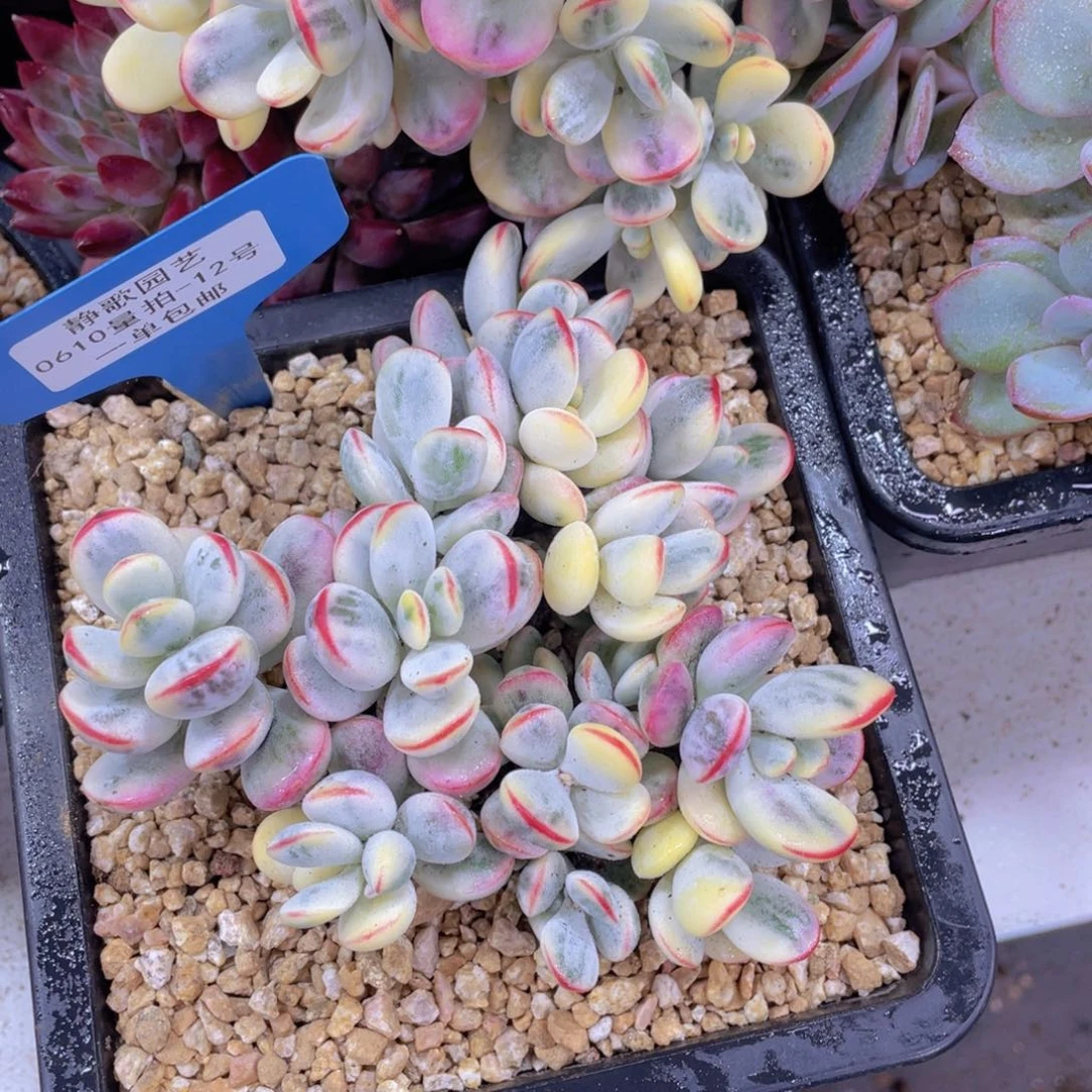 0610-12-乒乓福娘锦大群一颗