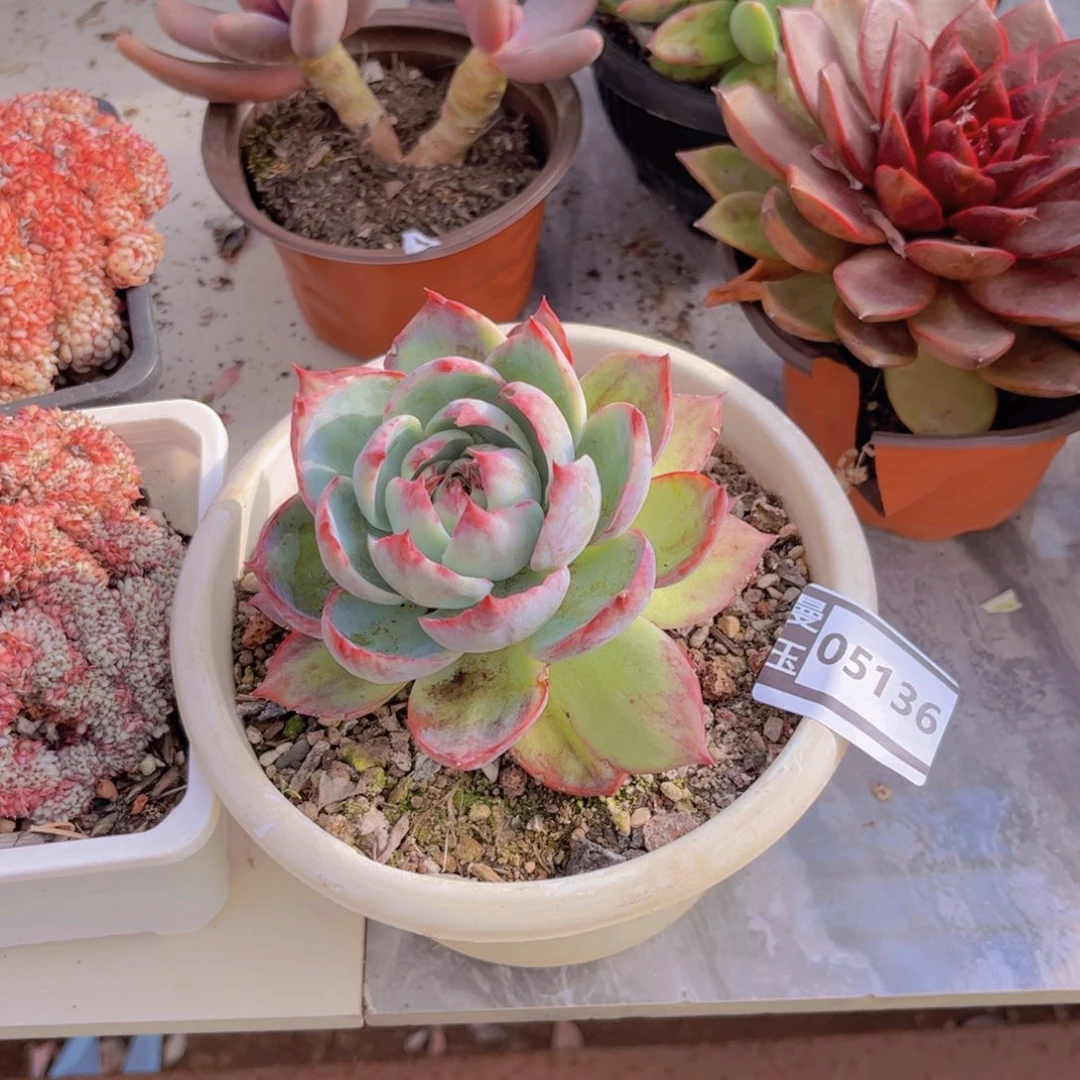 惊鸿仙子多肉植物05136