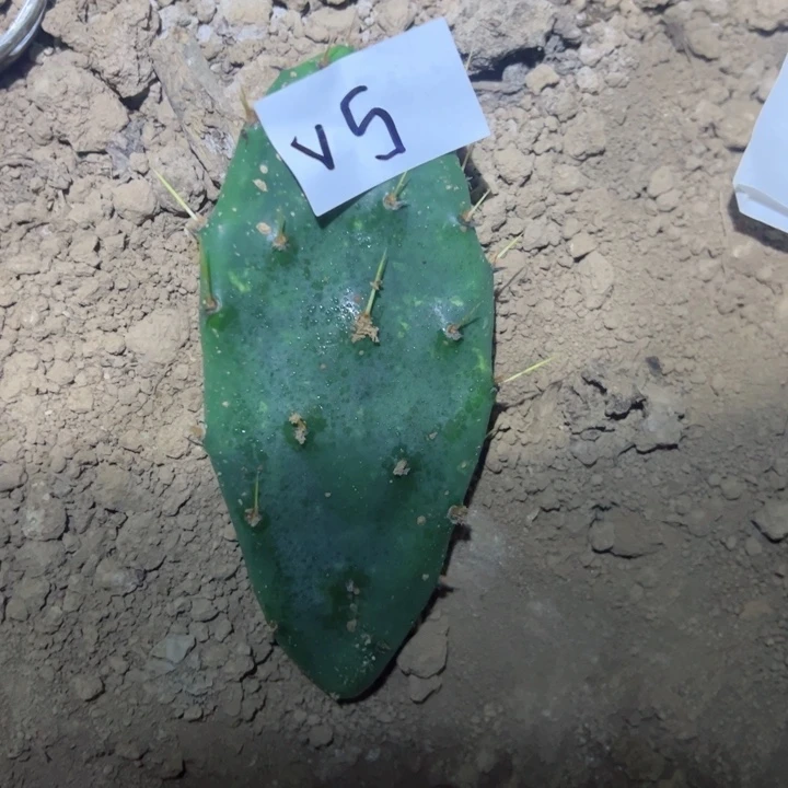 明*V5仙人掌叶片一个