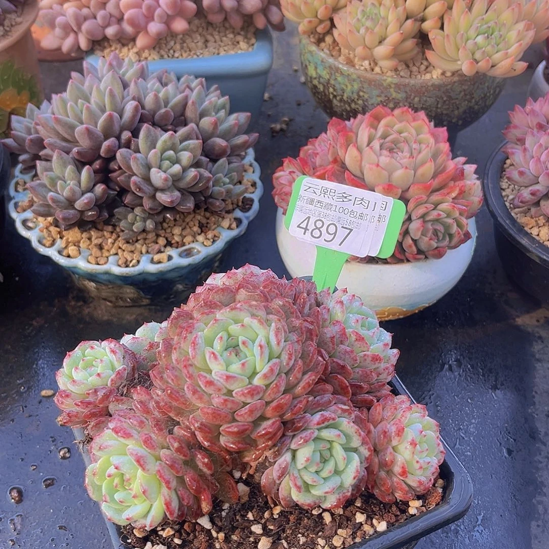 4897白胖子多肉植物