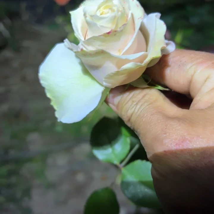 无花朵象牙裸根苗