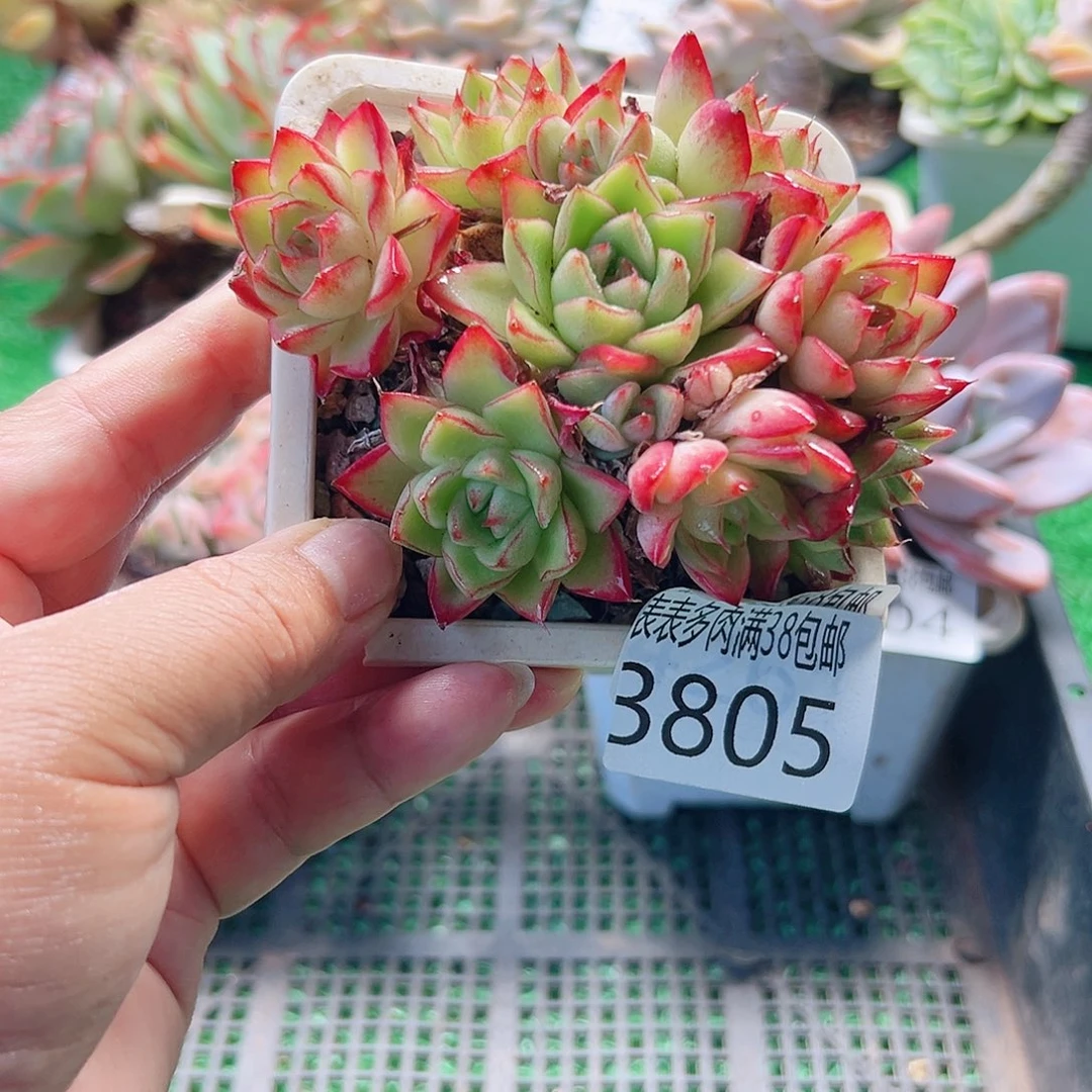 无花朵多肉一物一拍植物3805