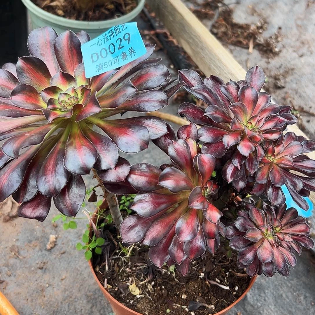 0029多肉植物缀化