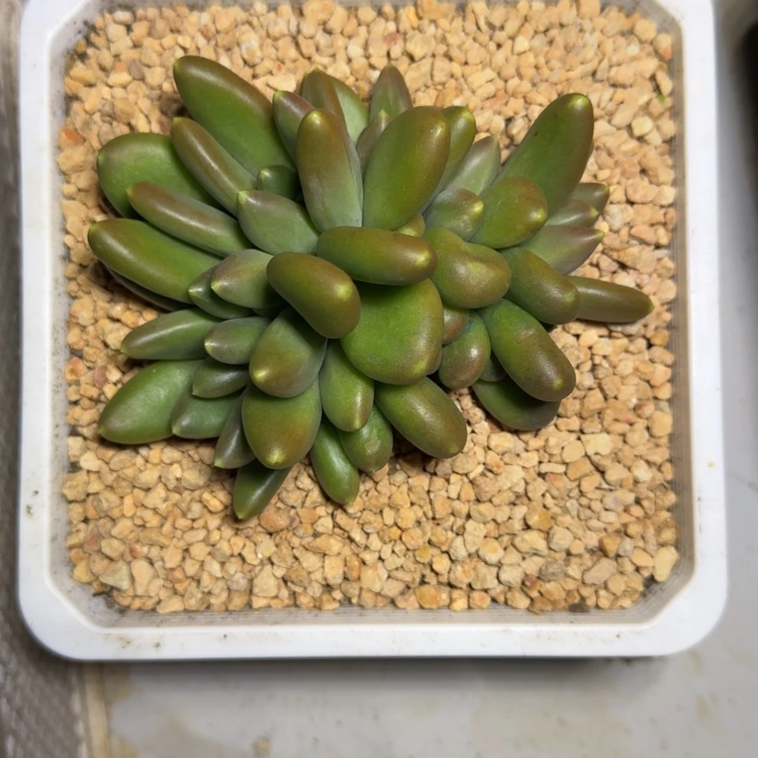 摩尔根 群生 一物一拍