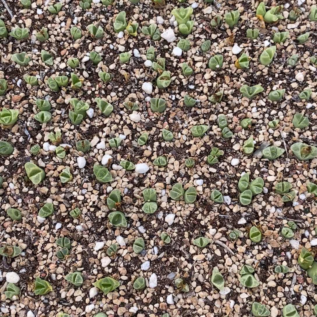 323冰风铃一筐。