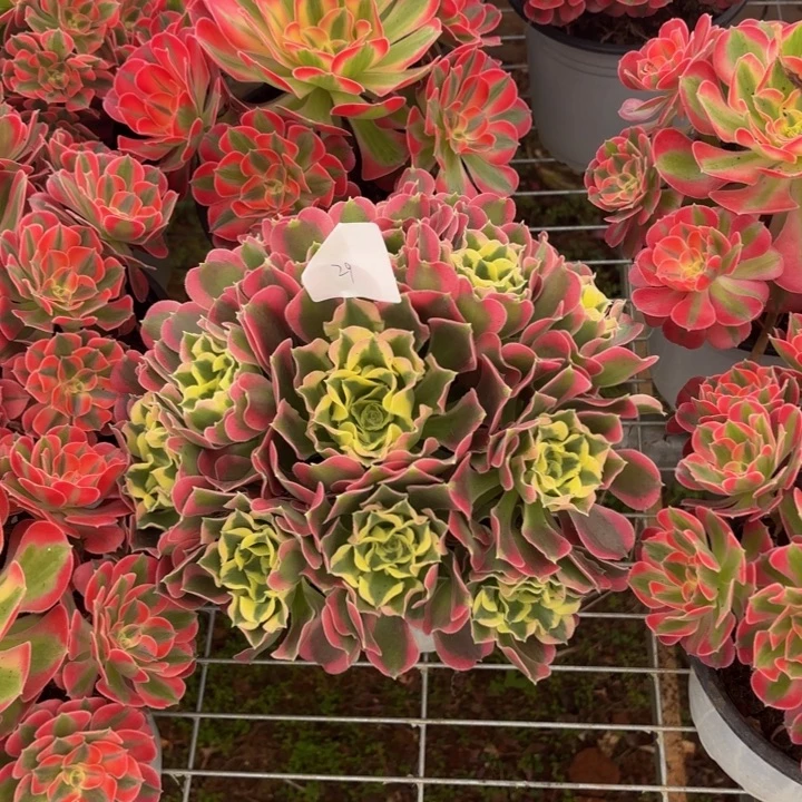 云南雨花石好看29号