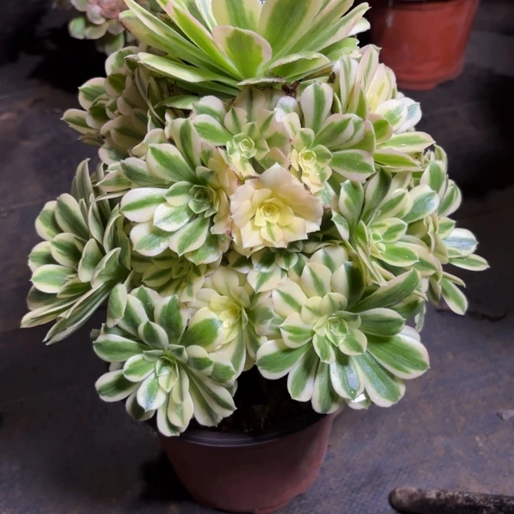 碎啦，，。。。。852迈，