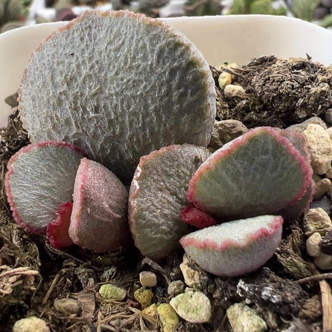 特价圣姬大苗多肉植物水泡