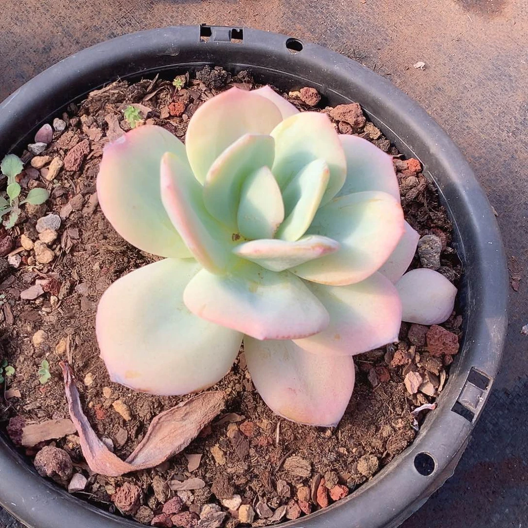 000奶茶一物一拍多肉