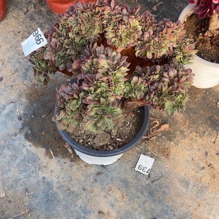 多肉柠檬玫瑰缀化966