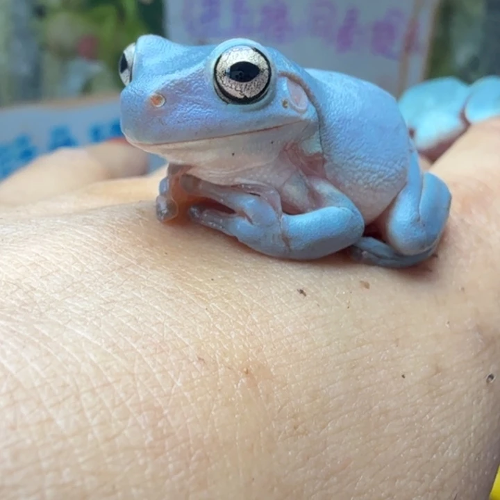 老爷树蛙素皮蓝 蓝紫色