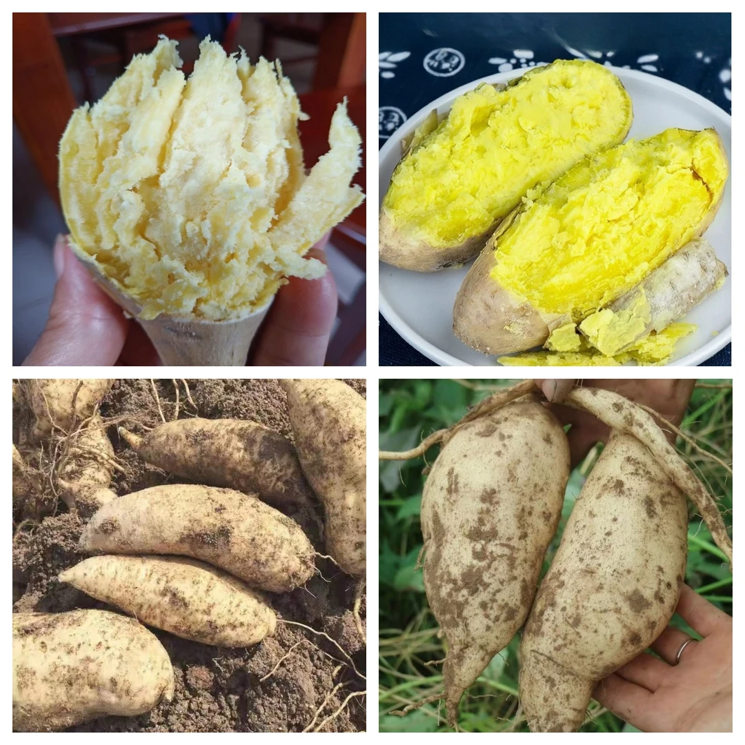 潮汕同学农产品·潮汕本地老鸡蛋种番薯·板栗薯·白皮黄心薯·人参薯