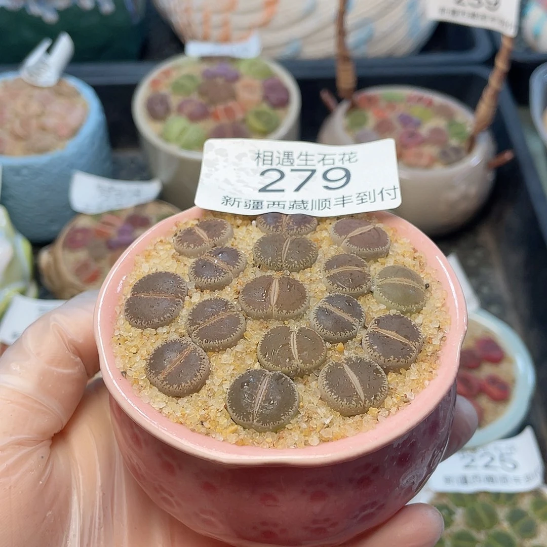 相遇生石花链接279