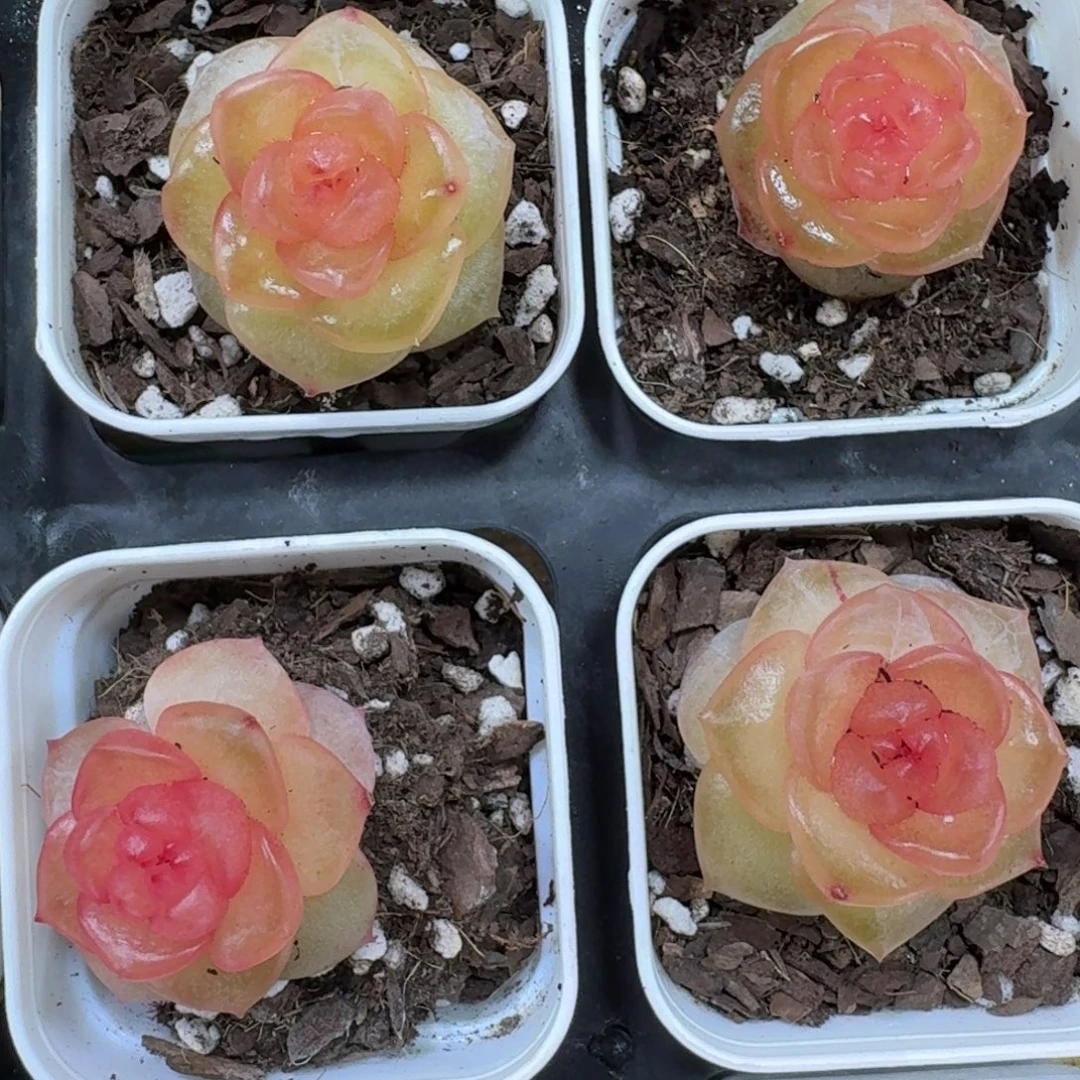 1207-082-蟠桃一颗量拍