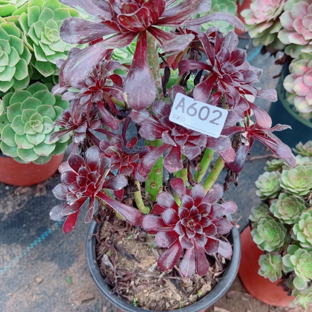 602水墨丹青多肉植物法师