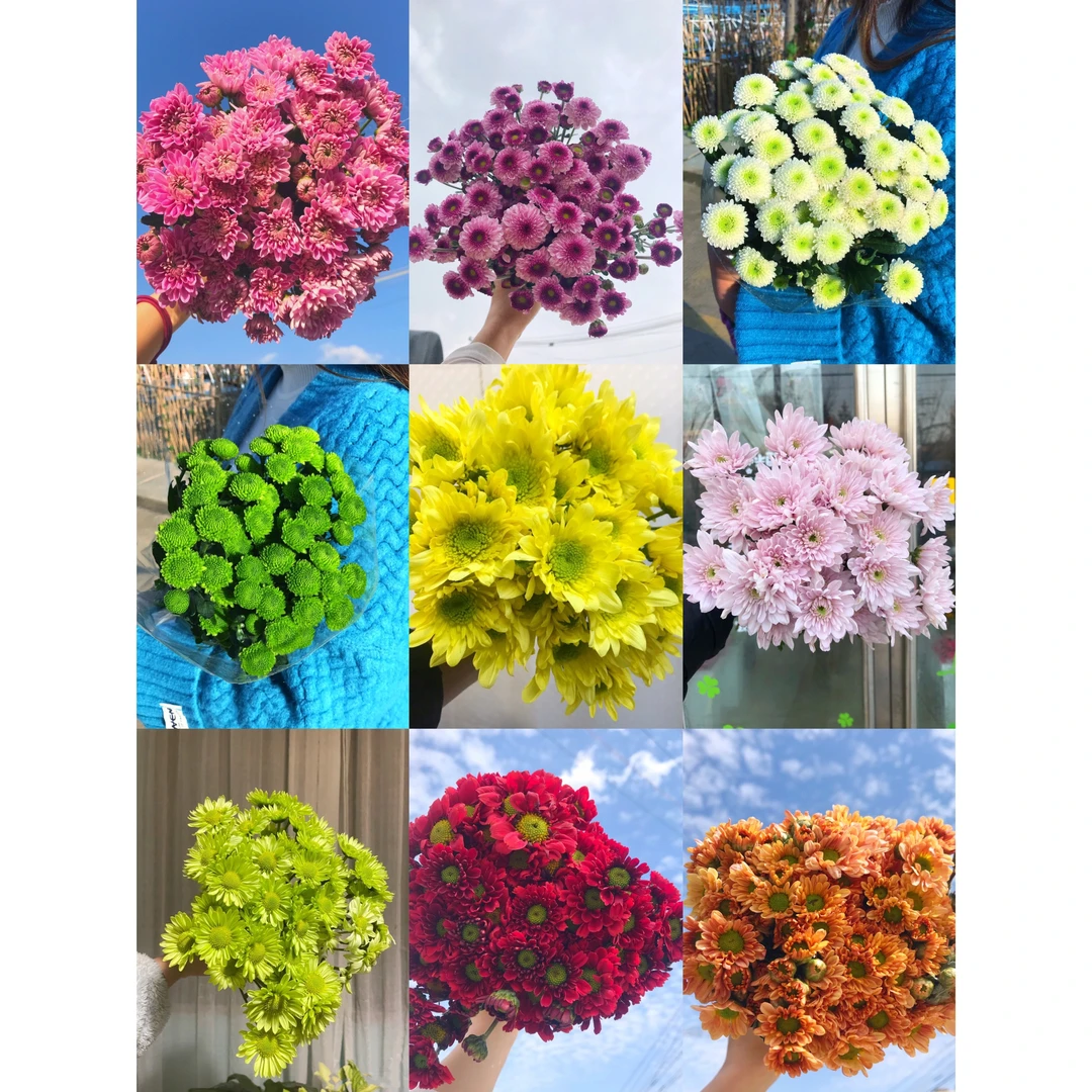 配色小雏菊一把   云南基地直发批发一手货源一件包邮