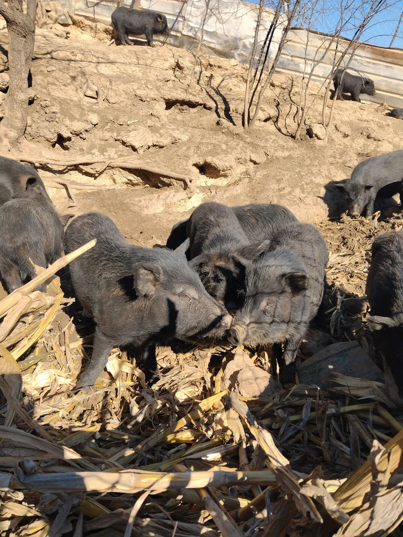 藏香猪（猪肘子肉）