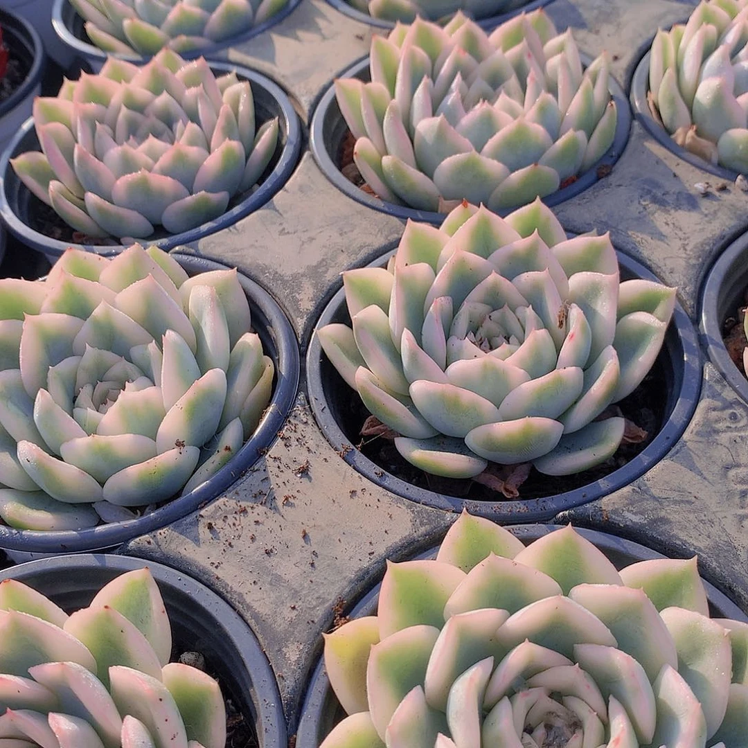 月亮仙子锦235677889999