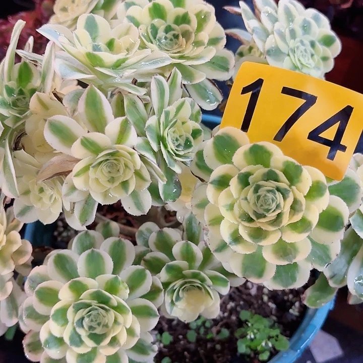 多肉植物福利174