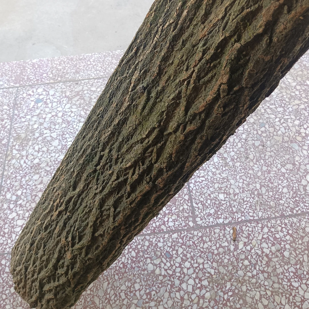 正宗陕西秦岭杜仲农家深山自产老皮杜仲树皮拉丝浓密50年老杜仲皮