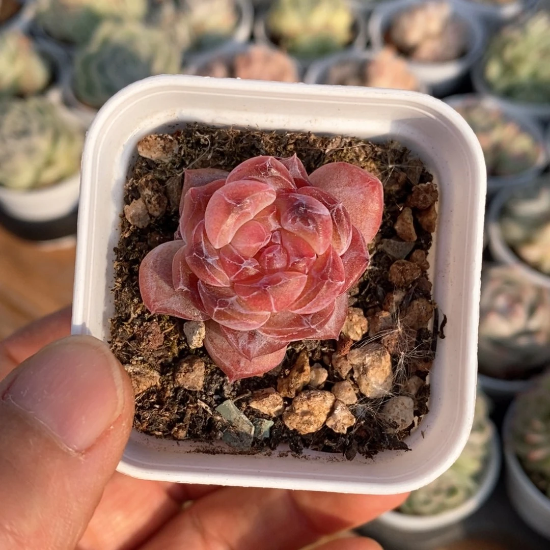 精品多肉一物一拍63