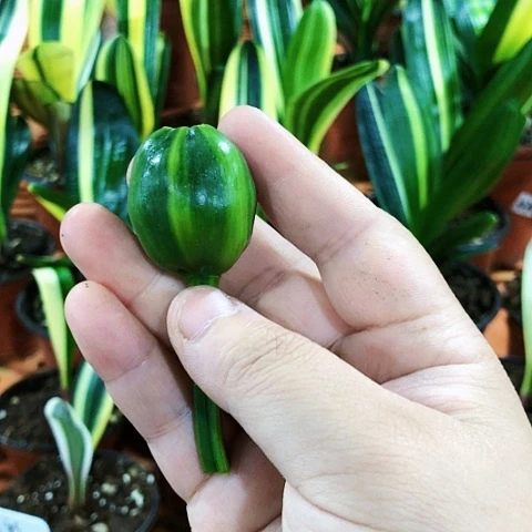 【闪购商品】秀****己