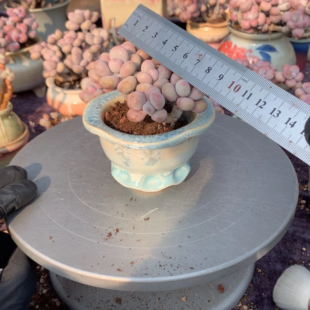 67号带盆偏远地区不包邮的