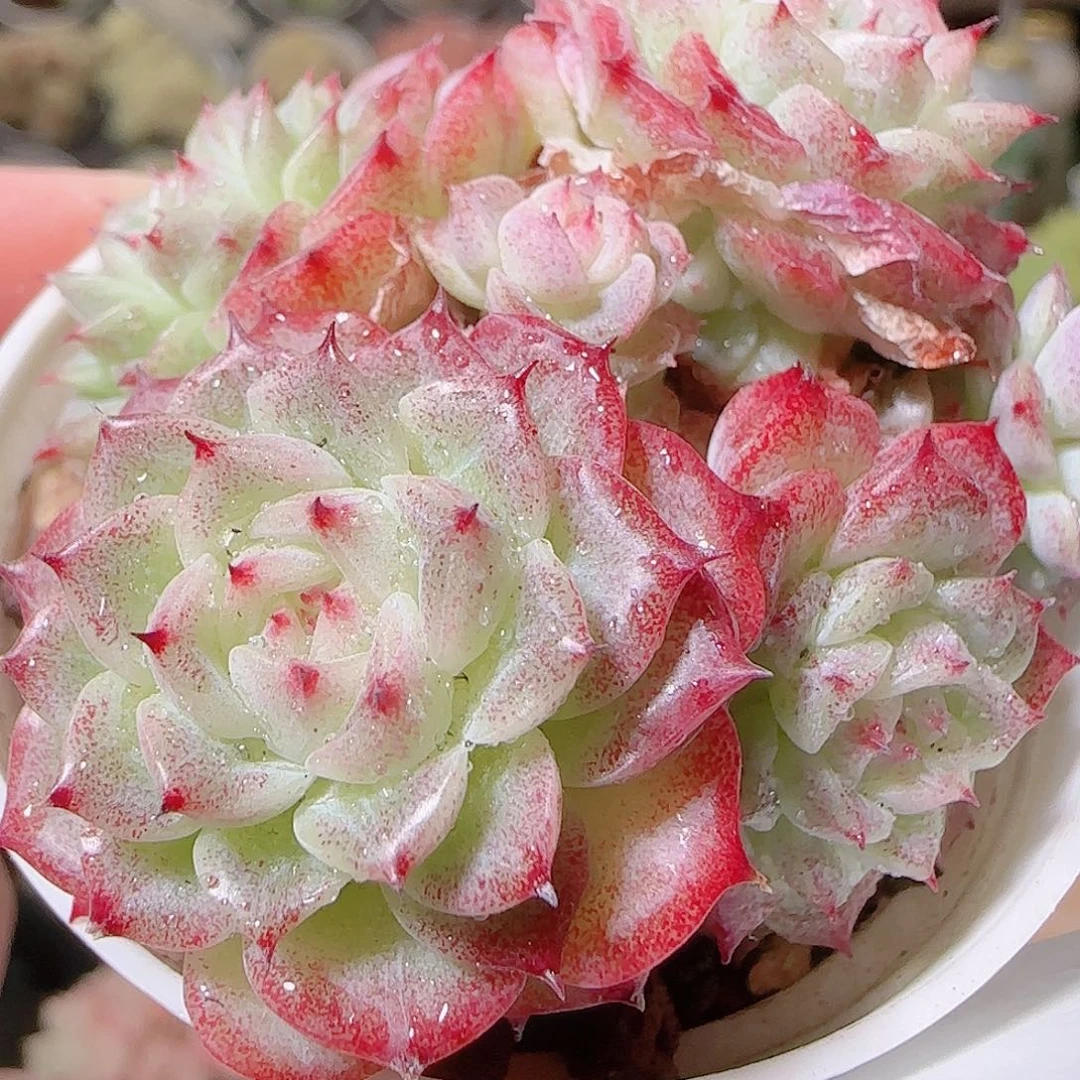 花语逸镜1127-35散