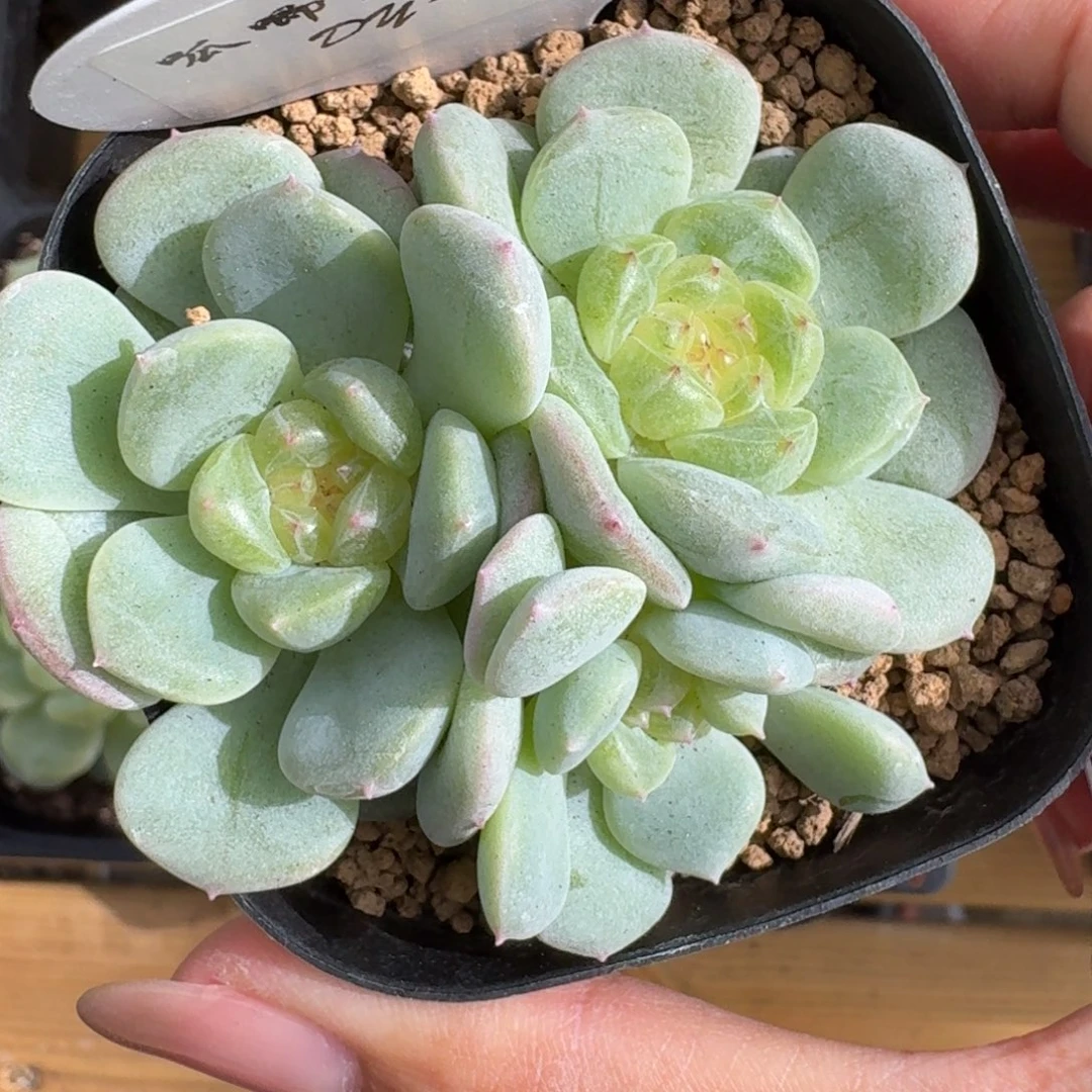 0815-105-甜心群一颗