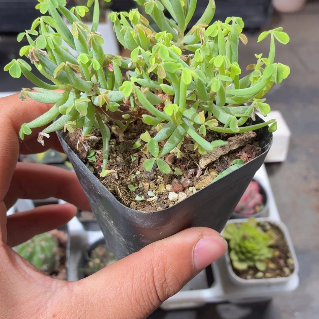 大盆棒叶酢浆草多肉9.9包邮发货