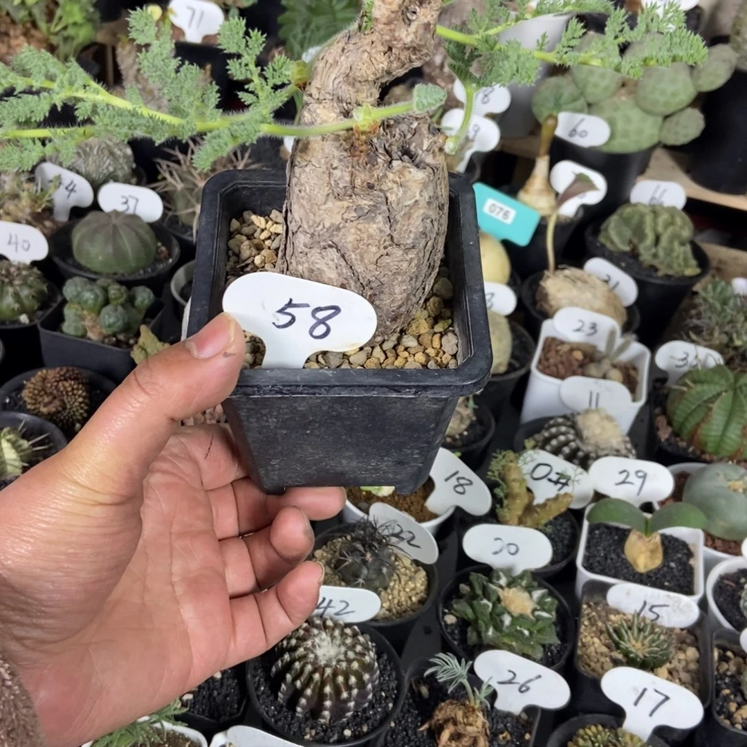 枯木阳奎一物一拍