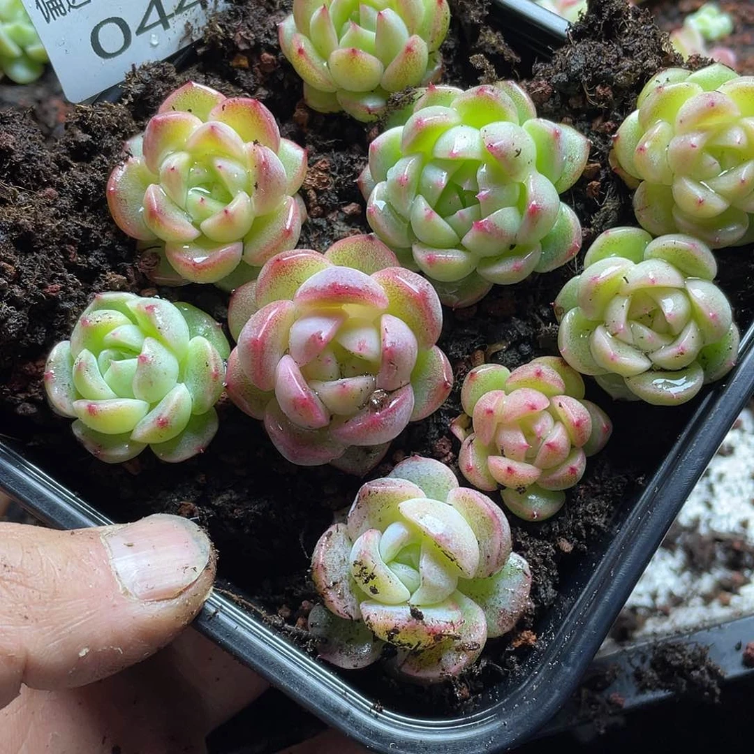 多****富2S+珍妮混一物一拍044