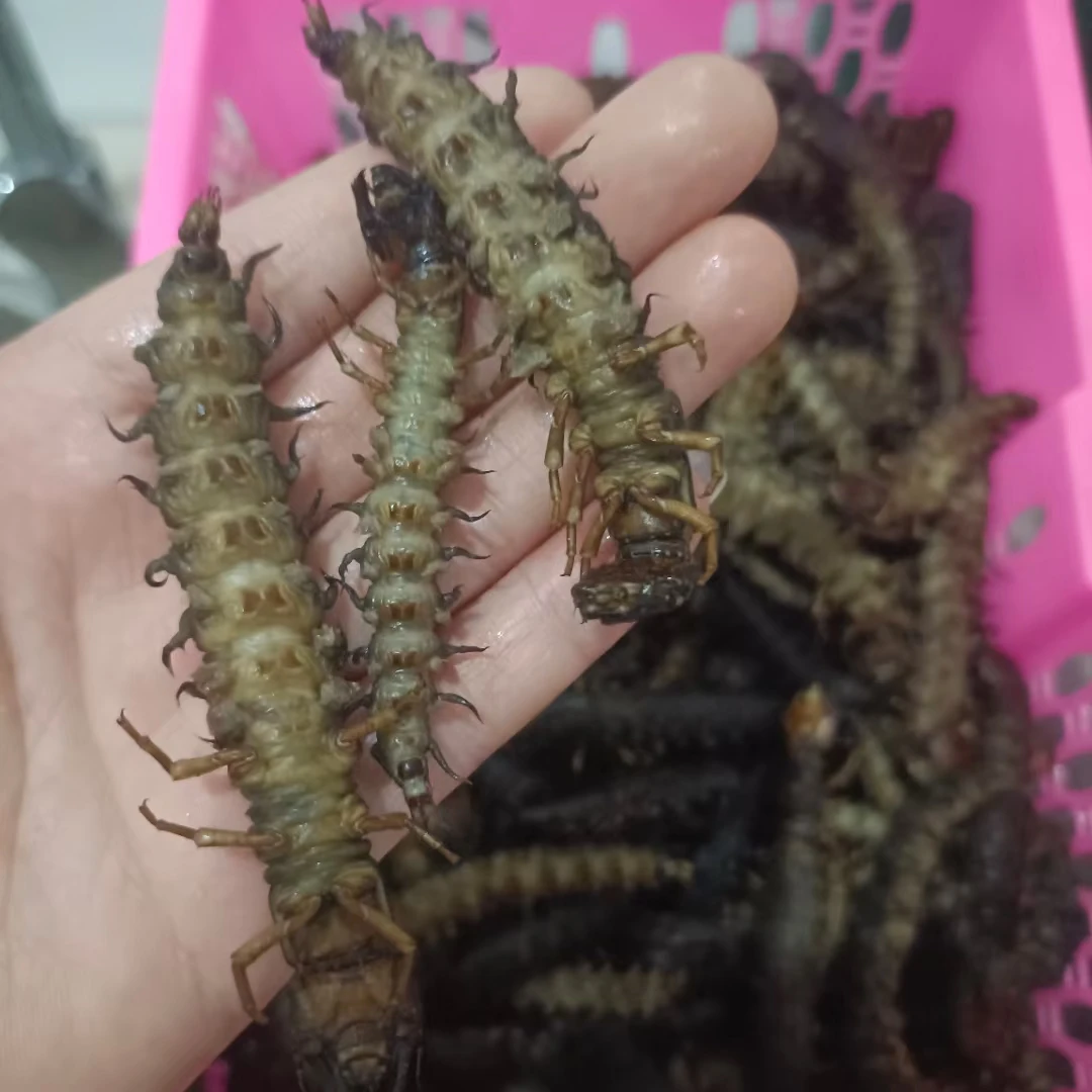 水蜈蚣爬沙虫钓鱼饵料