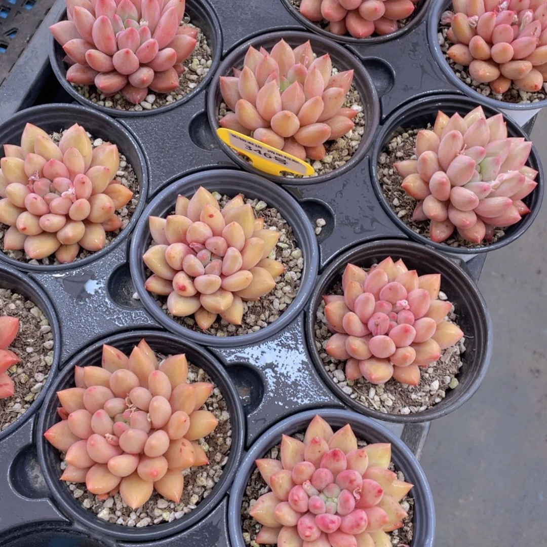 346号 黄金车厘子大单头一个