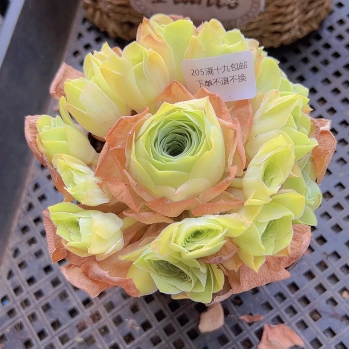 205 裸根不带土发货不包损