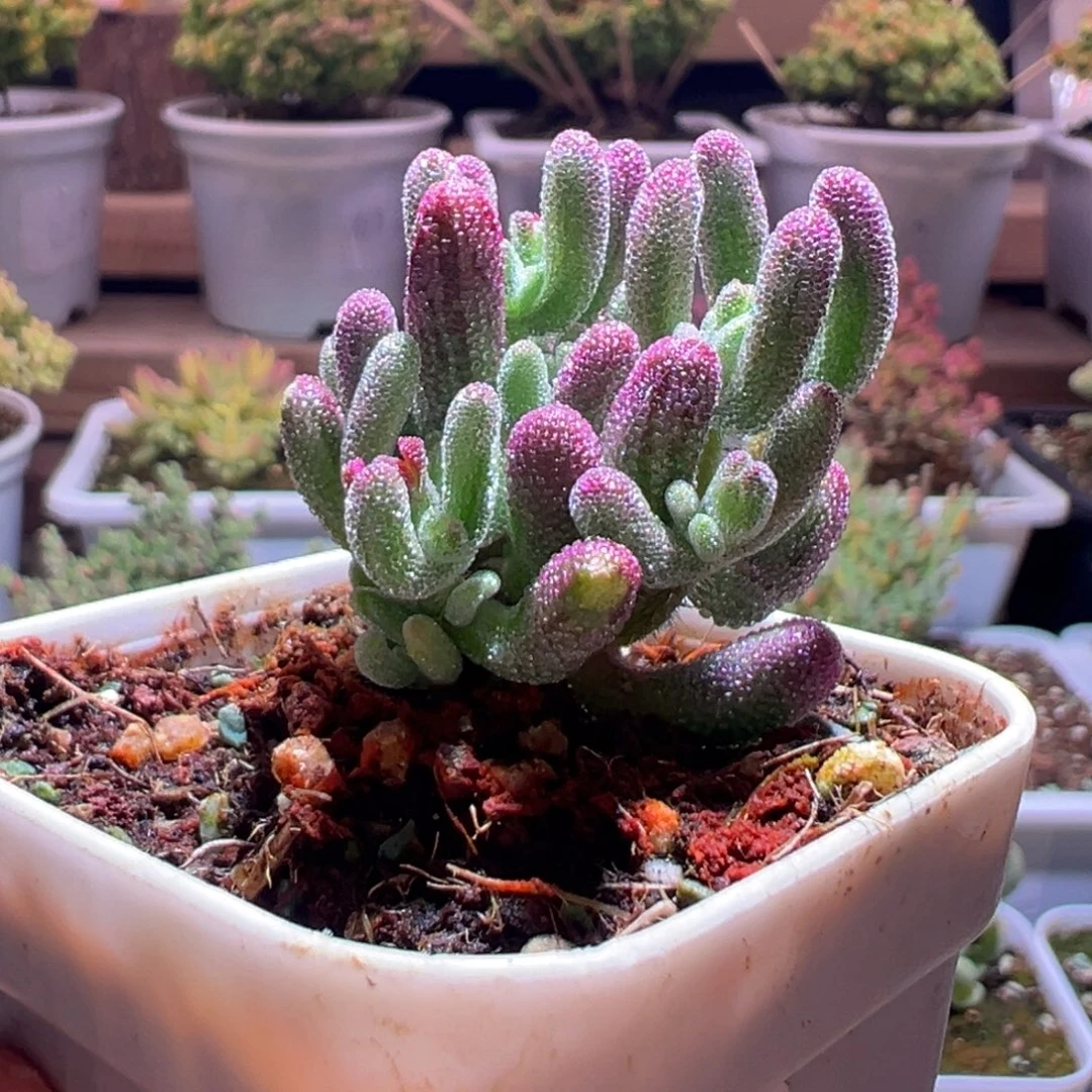 204紫闪光一物一拍包开箱