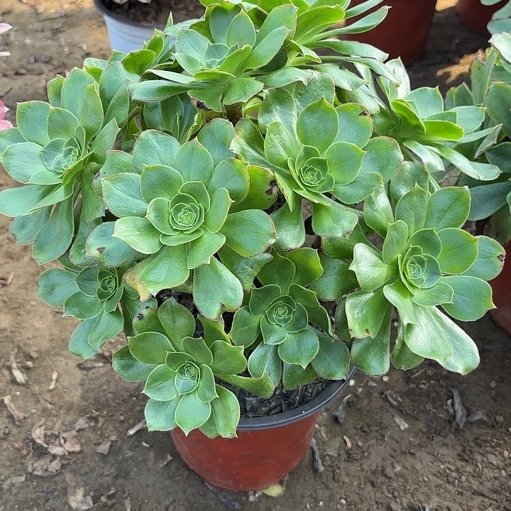 多肉植物大玫瑰18