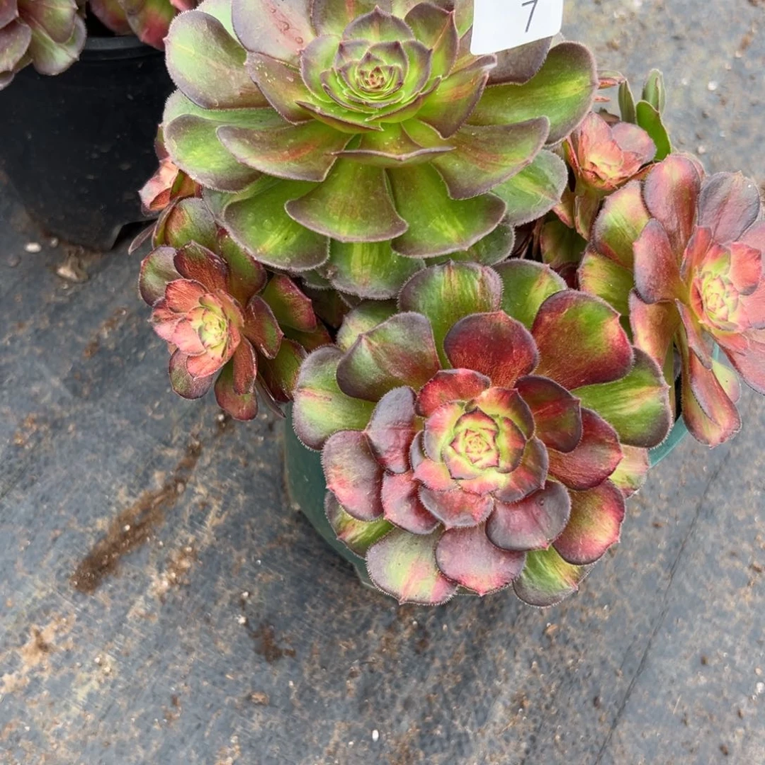 7海王七彩多肉植物