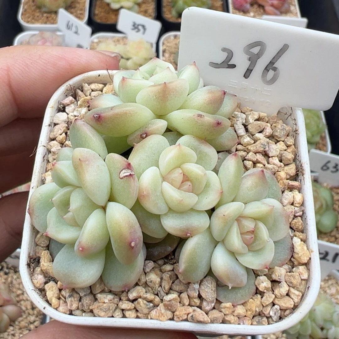 296号甜心 晗雨多肉