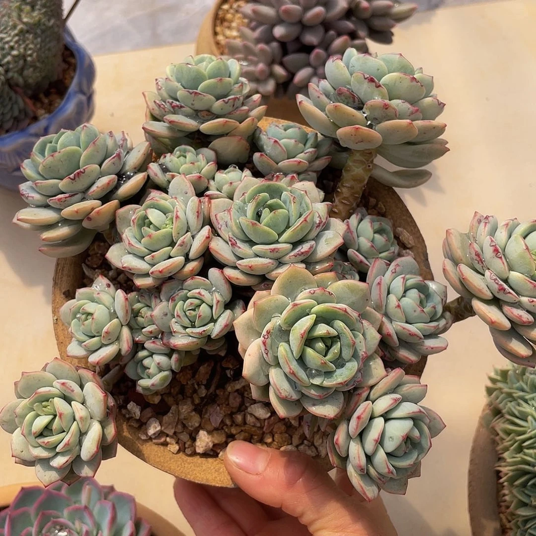 香草多肉多肉多肉