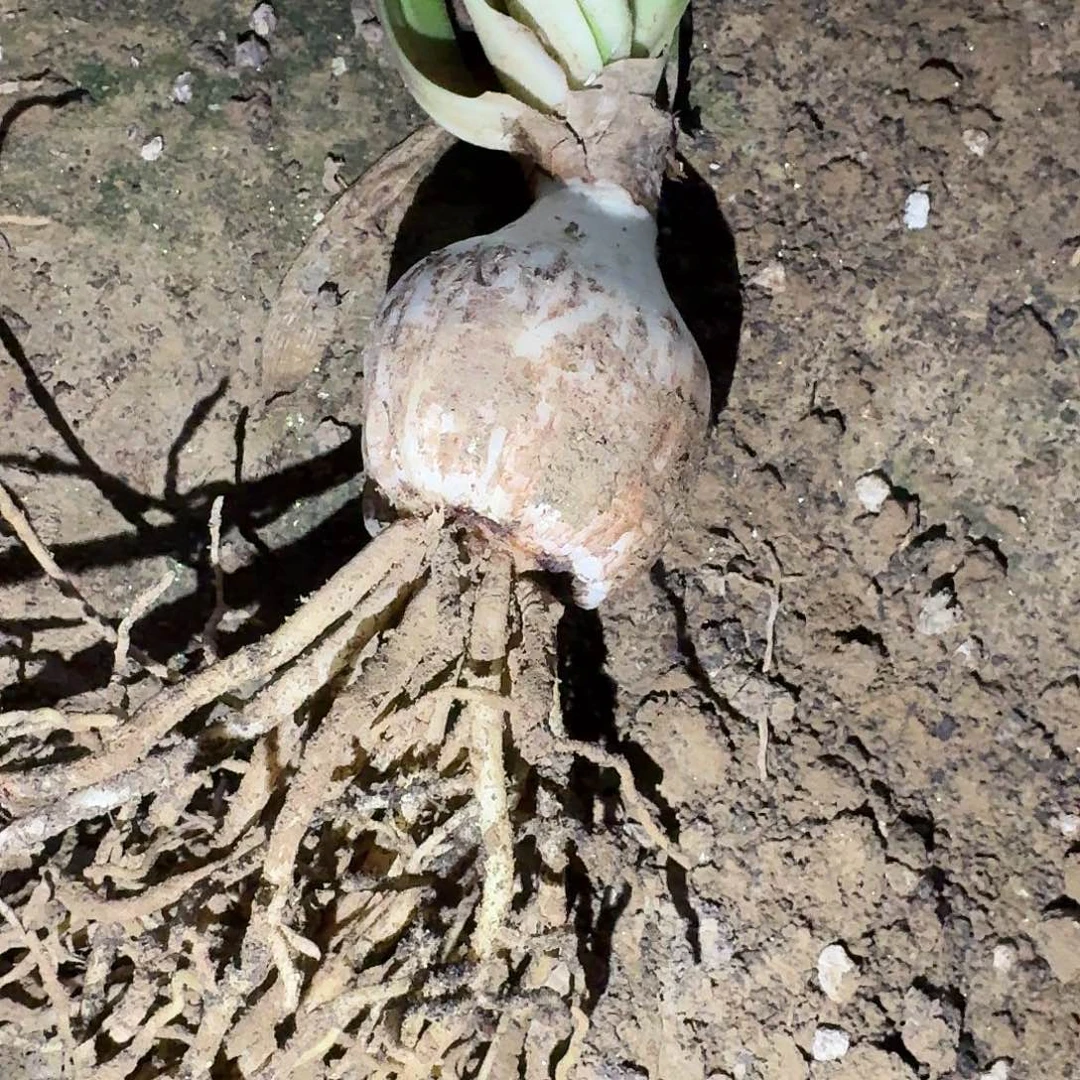 紫水晶4.5厘米裸根一棵