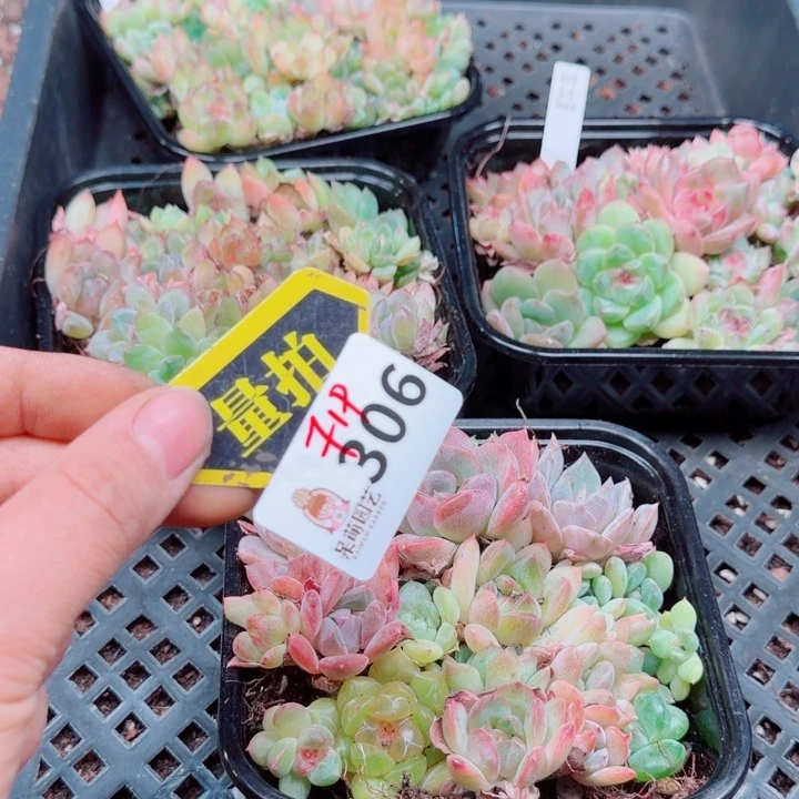 多肉植物多肉植物