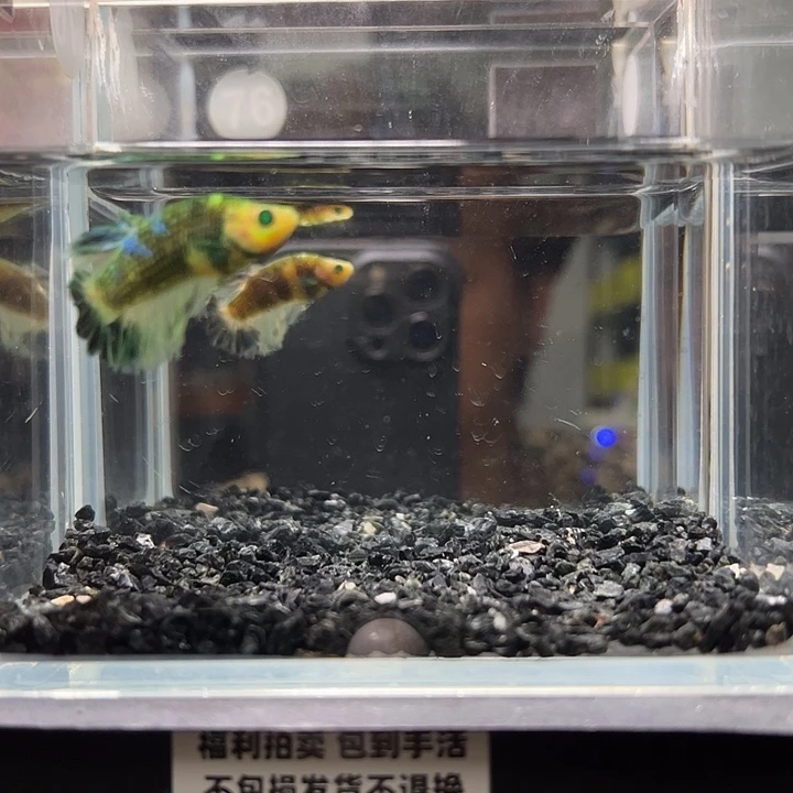 斗鱼竞拍跑单拉黑28日76