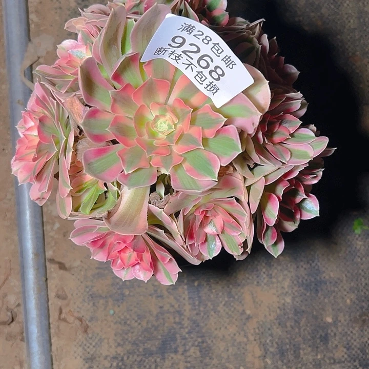 莫***师9268粉女巫多肉植物