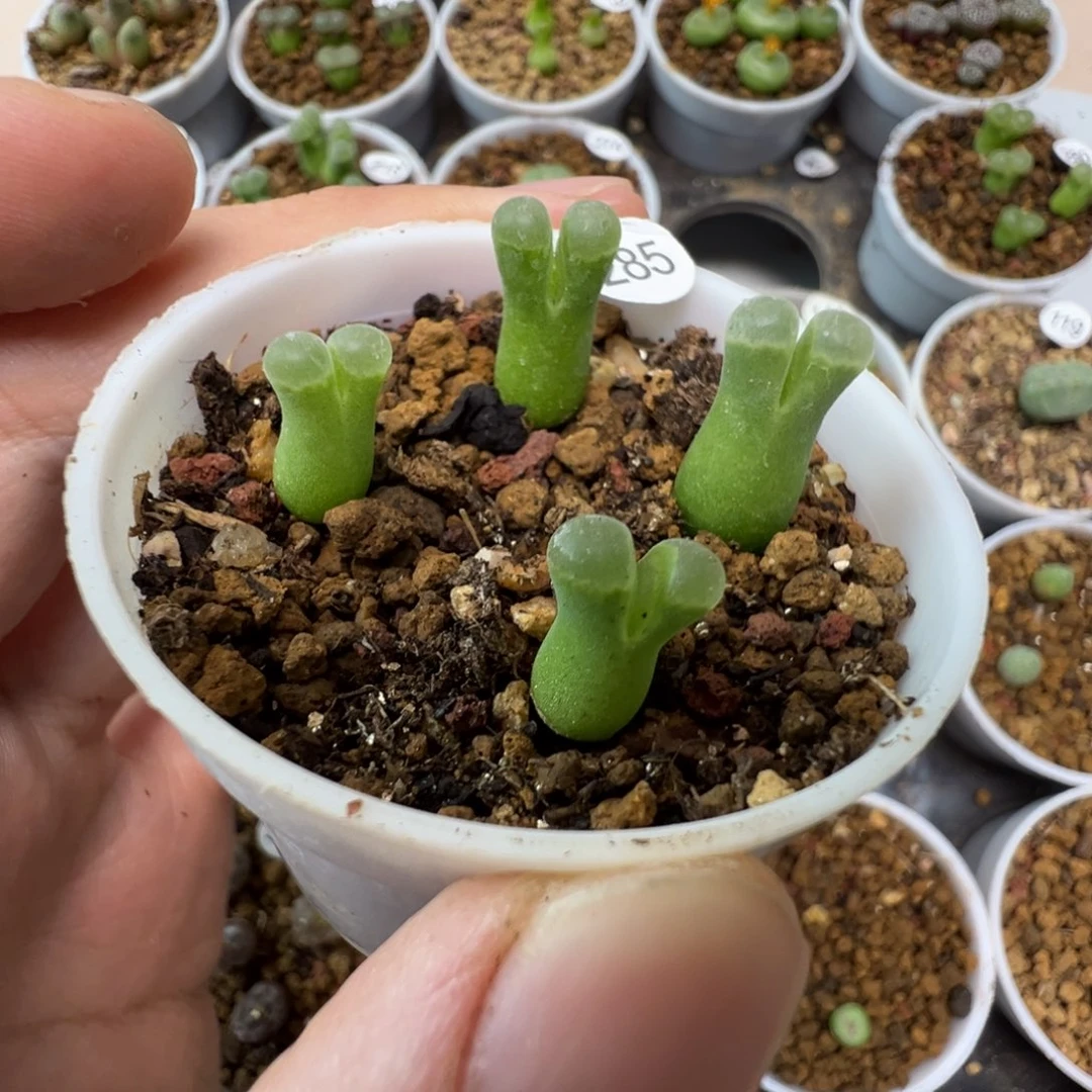 极窗佛肚一颗脱土285000